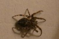 Larinioides sclopetarius