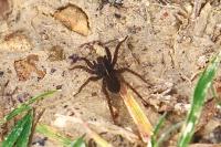 Pardosa