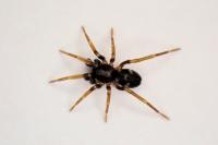 Phrurolithus festivus