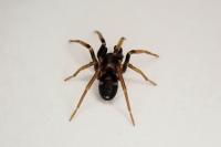 Phrurolithus festivus