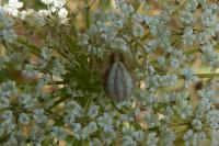Runcinia grammica