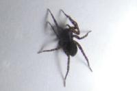 Pardosa