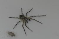 Philodromus margaritatus