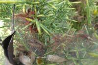 Tetranychus lintearius