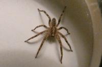 Zoropsis spinimana