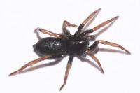Trachyzelotes pedestris
