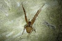 Metellina merianae