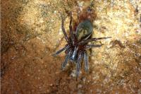 Amaurobius ferox