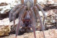 Amaurobius ferox
