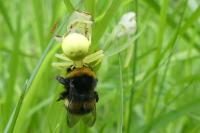 Misumena vatia