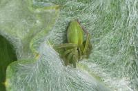 Micrommata ligurina