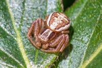 Xysticus ulmi