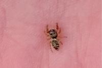 Macaroeris nidicolens