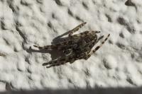 Larinioides sclopetarius