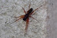 Frontinellina frutetorum