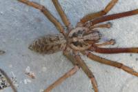 Eratigena