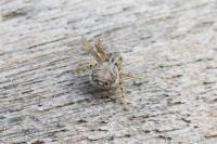Xysticus