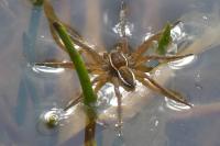 Dolomedes