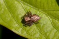 Oxyopes