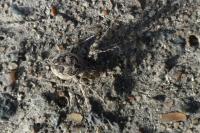 Larinioides sclopetarius