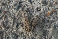 Larinioides sclopetarius