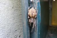 Zoropsis spinimana