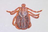 Dermacentor reticulatus