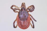 Ixodes ricinus