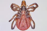 Ixodes ricinus