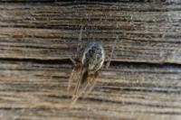 Zygiella x-notata