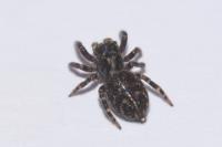Pseudeuophrys erratica