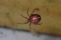 Steatoda bipunctata