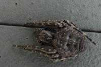 Nuctenea umbratica