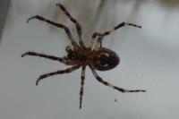 Araneus