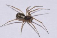 Microlinyphia pusilla