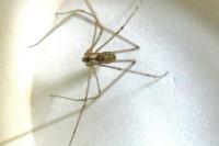 Holocnemus pluchei
