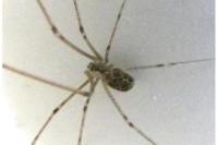 Holocnemus pluchei