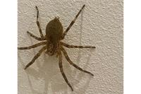 Zoropsis spinimana