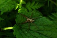 Pisaura mirabilis