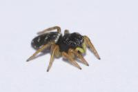 Heliophanus