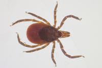 Ixodes ricinus