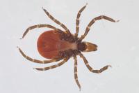 Ixodes ricinus