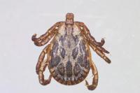 Dermacentor marginatus