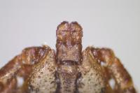 Dermacentor marginatus