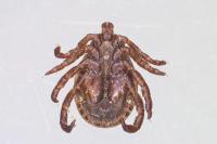 Dermacentor marginatus