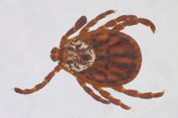 Dermacentor reticulatus