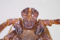 Dermacentor reticulatus