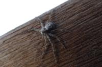 Philodromus