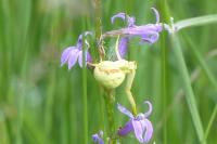 Misumena vatia