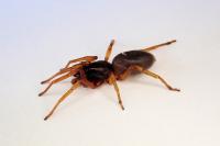 Dysdera erythrina